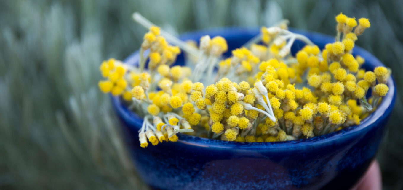 Growing Helichrysum for Your Aromatic Apothecary – Mother Earth News - Vimarsana News
